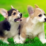HOT! 1001 cách đặt tên cho chó bằng tiếng Nhật hay nhất 2020