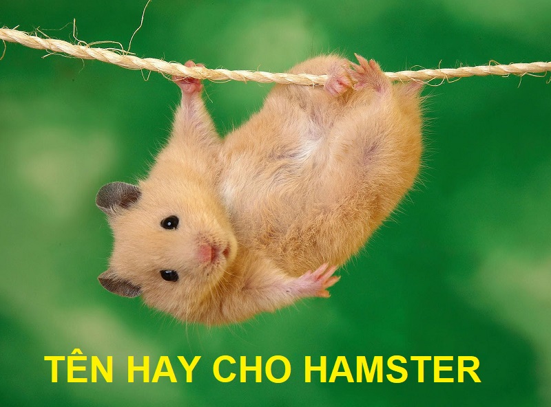Gợi ý tên hay cho chuột Hamster
