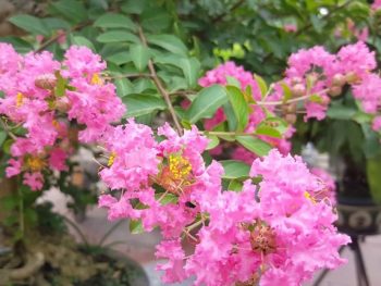 Tên Tường Vy có ý nghĩa gì? Ý nghĩa tên Tường Vy