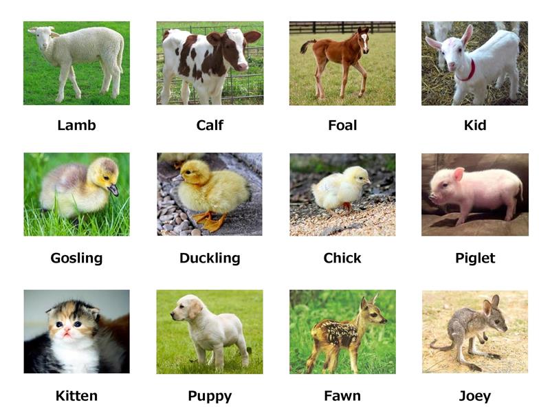Tên các con vật bằng tiếng Anh